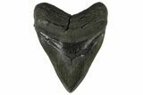 Serrated, Fossil Megalodon Tooth - South Carolina #168916-1